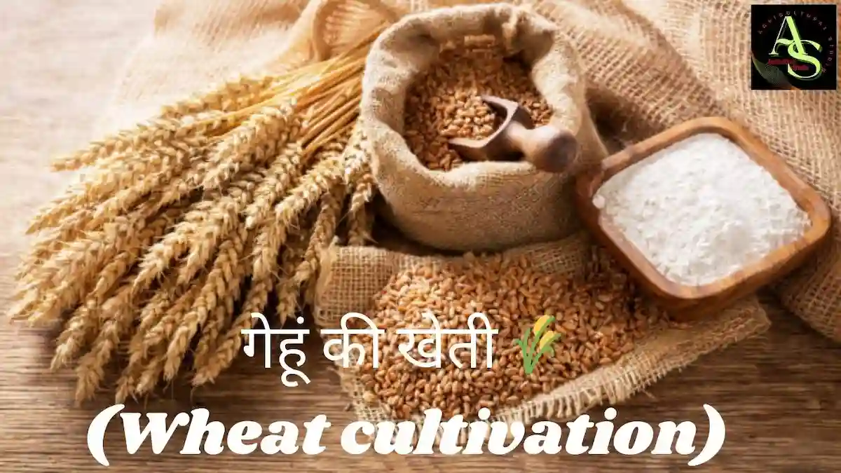 🌾 गेहूँ की खेती कैसे करें? स्टेप बाय स्टेप संपूर्ण गाइड (2025)