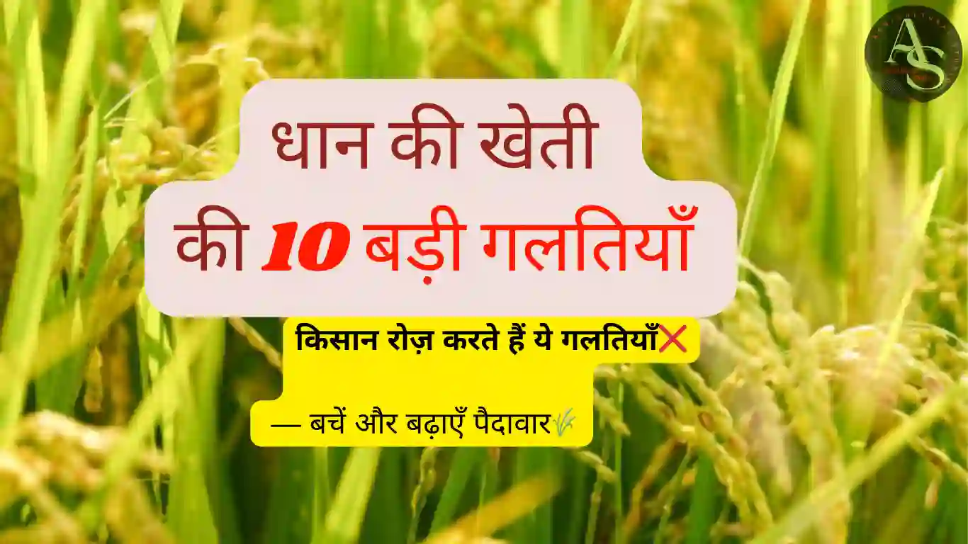 🌾 धान की खेती में किसान रोज़ जो 10 बड़ी गलतियाँ करते हैं (पूरी गाइड + समाधान)