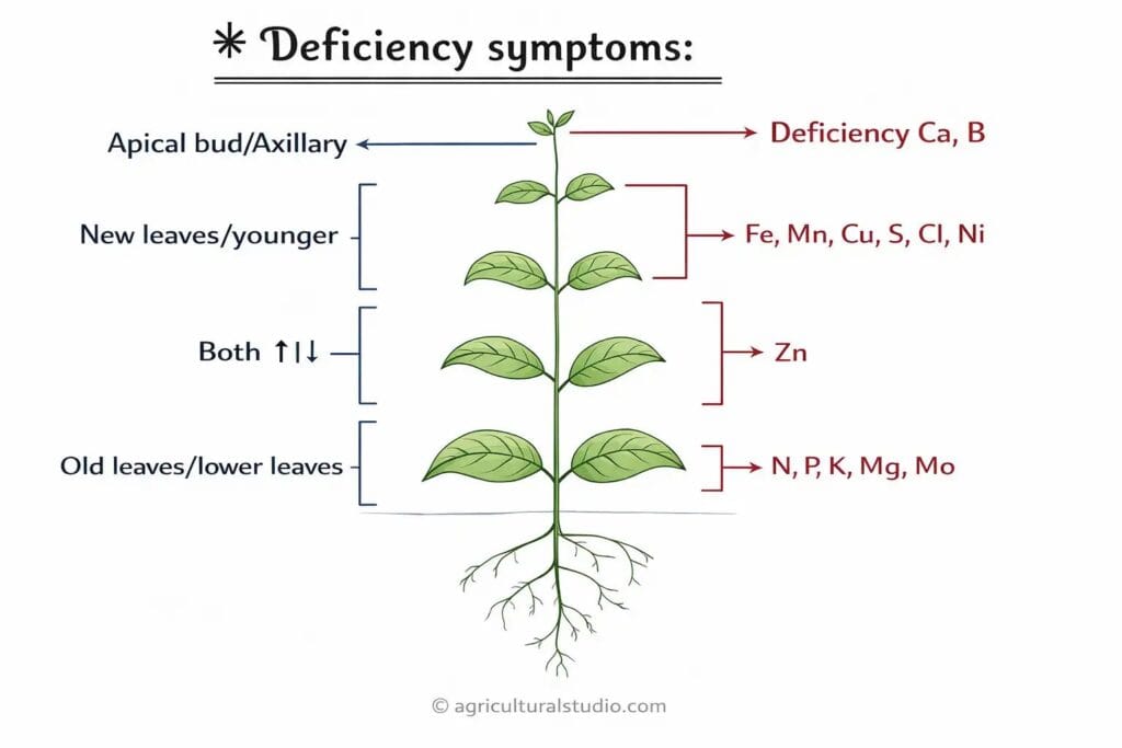 Deficiency symptoms 