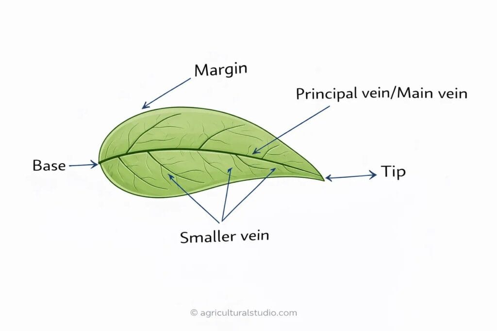 Parts of leaf 