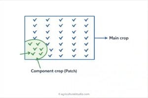 Patch interCropping Cropping pattern and cropping system 