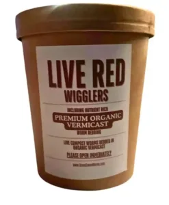 Vermi compost red wiggler worm
