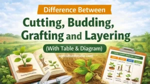 Difference Between Cutting, Budding, Grafting and Layering