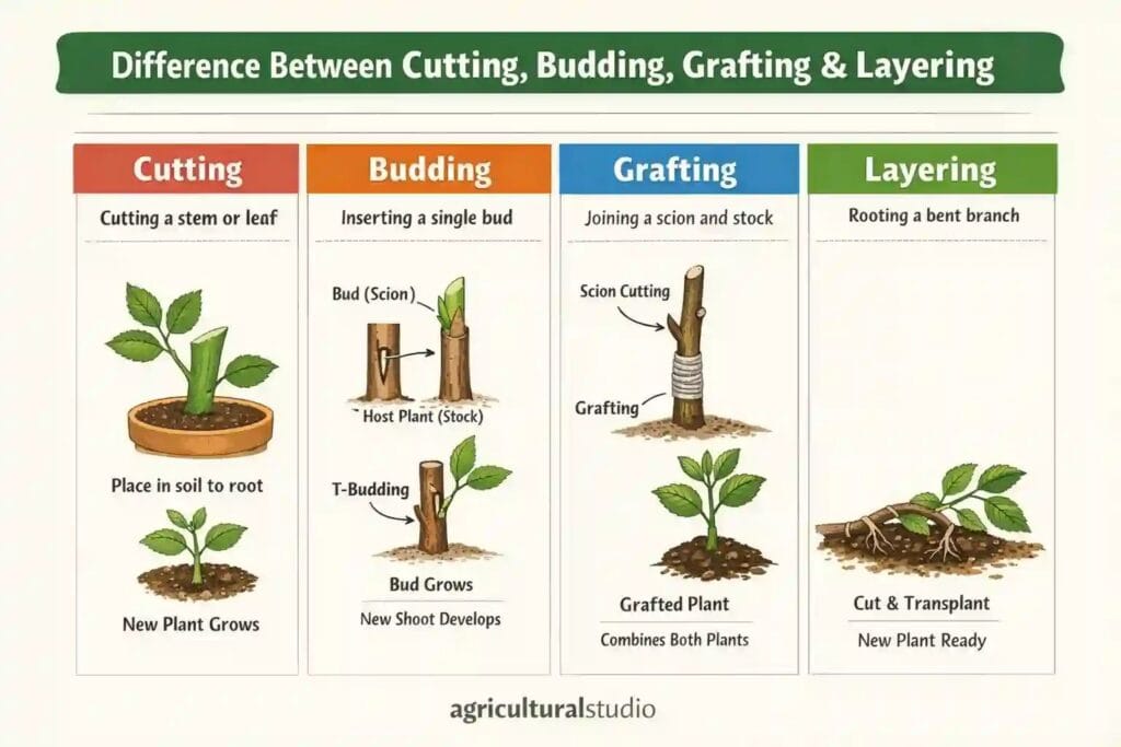Difference Between Cutting, Budding, Grafting and Layering