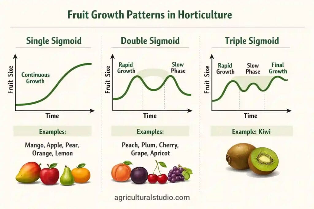 Fruit growth curve classification of fruit crops in Horticulture crops