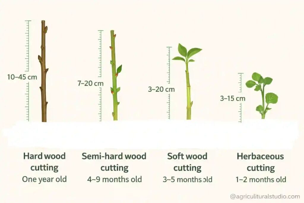 Method of stem cutting plant Propagation in Horticulture 