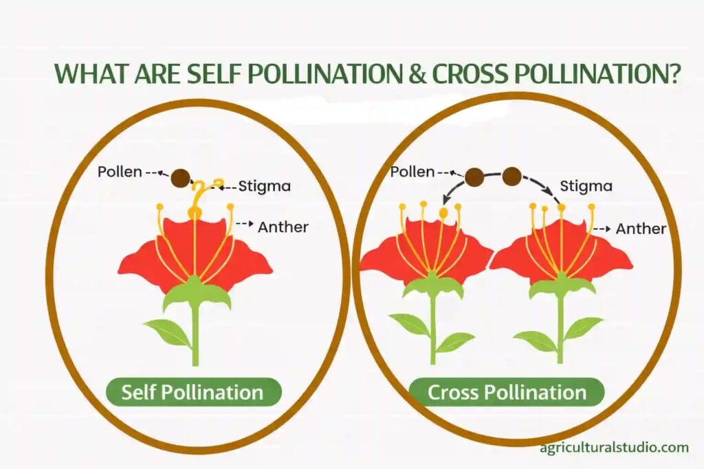 Difference between self and cross pollination in plants 